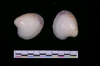 藏品(夕陽黃文蛤)的圖片